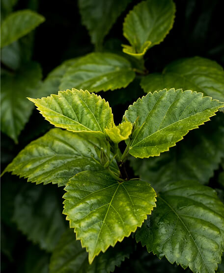 Close-up image of green leaves representing sustainability